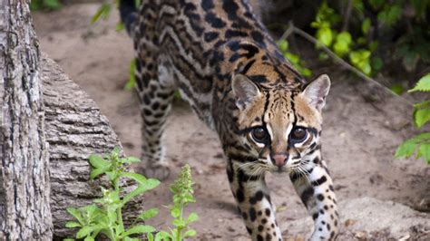 Ocelot - The Houston Zoo