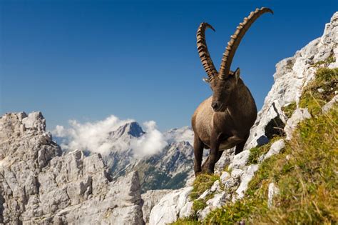 Incredible Info About Alpine Ibex and Their Lifestyle – Page 2 – Animal ...