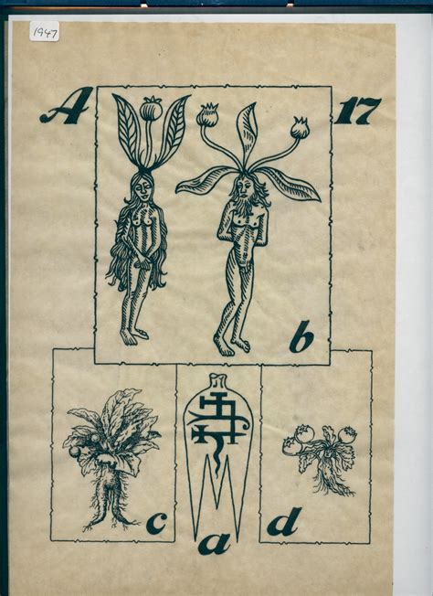 R/16/1947 - drawing of mandrakes - Museum of Witchcraft and Magic