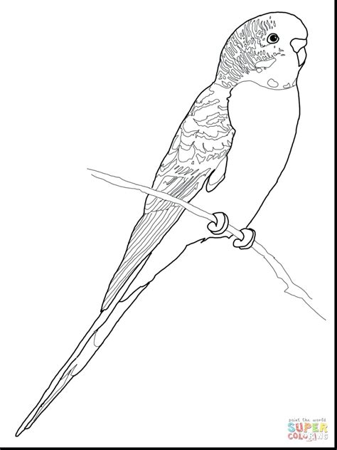 Budgie Coloring Pages at GetDrawings | Free download