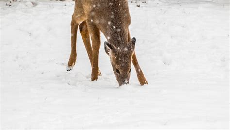 Premium Photo | White-tailed deer standing on snow covered field