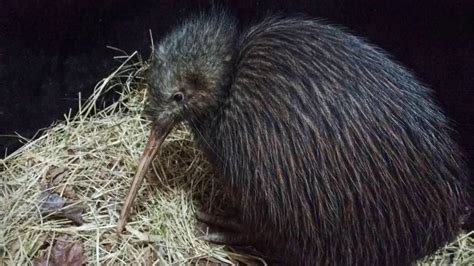 Kiwi Bird Sound - Bird Call - Recorded at Paignton Zoo - YouTube