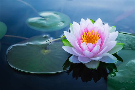 The Meaning and Symbolism behind the Lotus Flower - MyStart