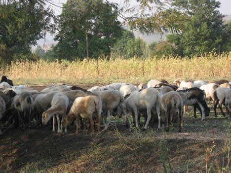 Goat and sheep farming school: sheep farming scope- India