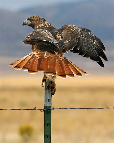 Species Spotlight: Red-Tailed Hawk