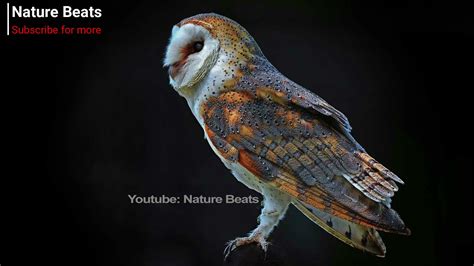 Barn owl call [owl mating call and alarm call] - YouTube