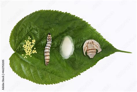 Silk moth silkworm life cycle important stages Stock Photo | Adobe Stock