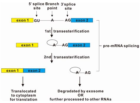 IJMS | Free Full-Text | Coupling and Coordination in Gene Expression ...