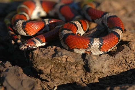 Are Milk Snakes Venomous Or Poisonous? - Reptile School