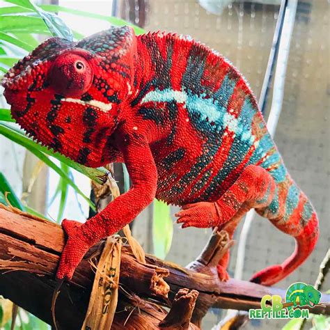 Panther Chameleon Basking Light | Shelly Lighting