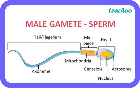 [Class 10] Difference between Male and Female gamete of Humans