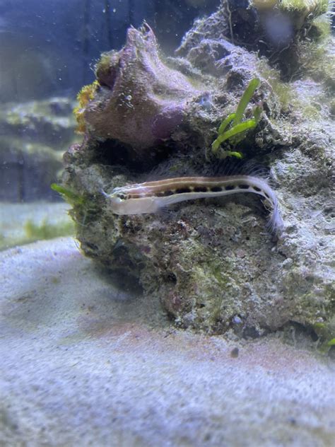 Blenny Lovers Thread | Page 4 | Reef2Reef