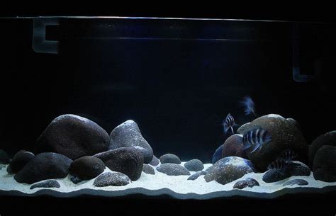 type of rock for a tanganyikan setup | Fish aquarium decorations ...