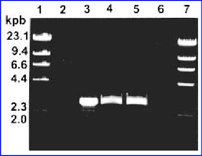 DNase I and pancreatic RNase treatment of dsRNA extracted from isolate ...