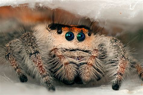 Spiderman Spiders Jumpingspider Arachnophobia Arachnids