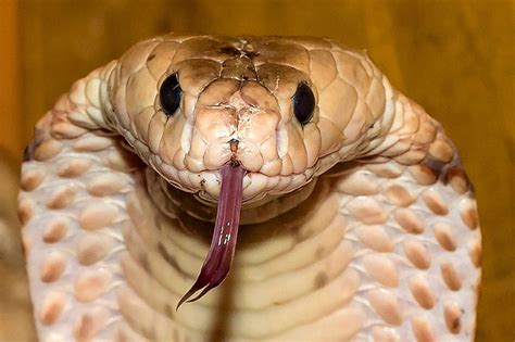 The 3 Types of Snake Venom (Explained)