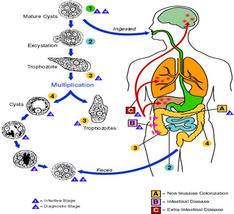 Entamoeba histolytica: Life Cycle, Diseases, Lab Diagnosis • Microbe Online