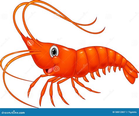 Cute cartoon shrimp stock vector. Illustration of prawn - 58812807