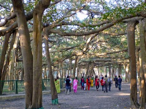 Largest banyan tree in the world ,Kolkata, Man and tree 01 - Navrang India