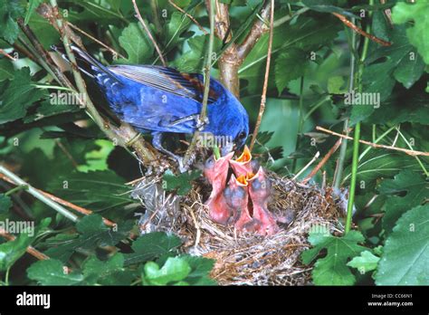 Grosbeak nest birds nestlings hi-res stock photography and images - Alamy