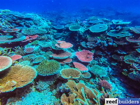 Estimates Place Half a TRILLION Corals in the Pacific Ocean | Reef ...