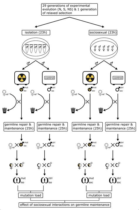 Experimental design used to measure germline maintenance via de novo ...