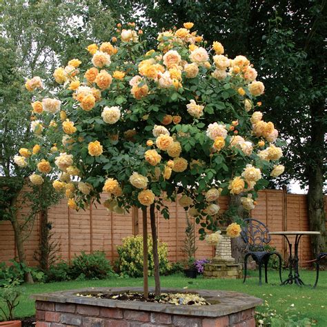 Golden Celebration | English Standard Rose | David Austin Roses