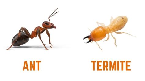 What is the difference between Ants and Termites - D-Tec Pest Solutions