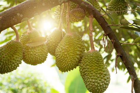 Durian Plantation Management – ABS