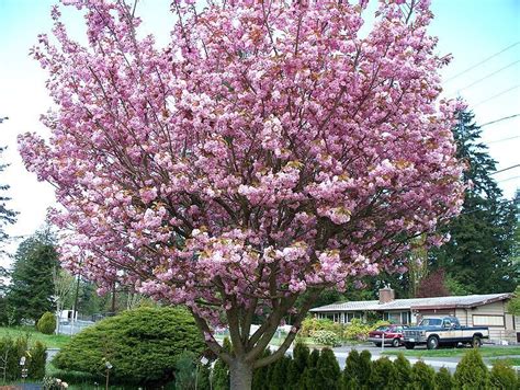 Cherry Blossom Tree - Trees Photo (19838734) - Fanpop