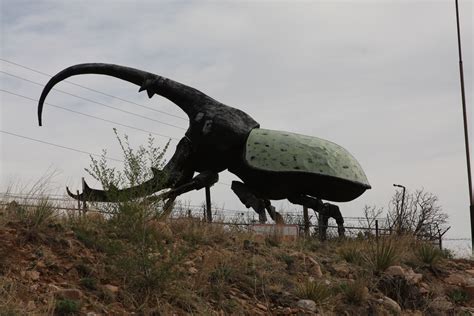 World's Largest Beetle, outside Canon City, Colorado 06 May 2014 ...