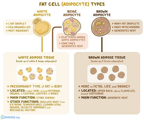 Adipose Tissue: What Is It, Location, Function, and More | Osmosis