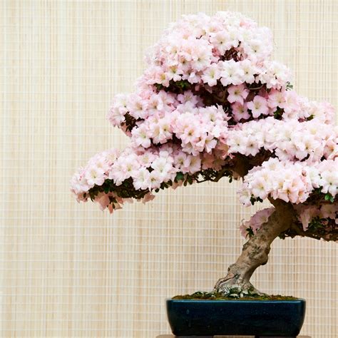 Azalea Species Guide - Bright Blooms | Bonsai-En