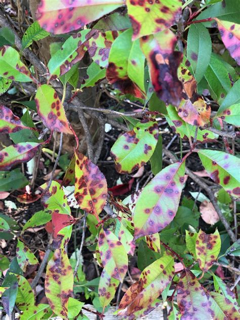 Why Do My Red Tip Photinias Have Spots on the Leaves? | Leaf Spot Diseases