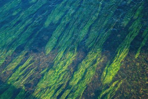 Protection of seagrasses is key to building resilience to climate ...