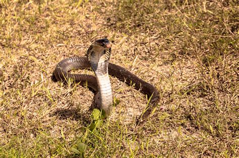 Cobra Snake In Natural Habitats Stock Photo - Download Image Now - iStock