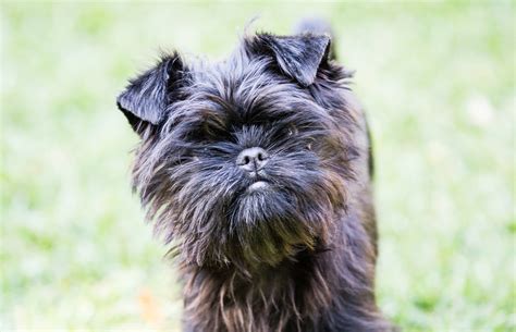 What Size Dog Is A Affenpinscher