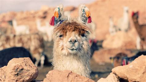 Download Wallpaper 1920x1080 lama, face, stones, nose Full HD 1080p HD ...