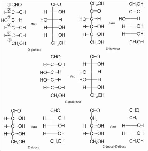Struktur Molekul Karbohidrat – Kimia Organik – Caiherang