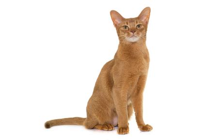 Abyssinian Cat Guide - Breed Personality & Health | Canna-Pet®