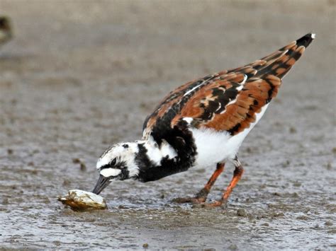 Ruddy Turnstone - eBird