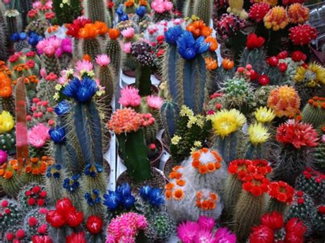 Cactus | Cactus flower, Blooming cactus, Flowers