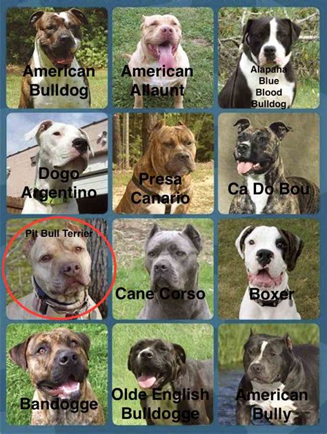 Identify the Pitbull, pick the American Pit Bull Terrier - Dog Breed Quiz