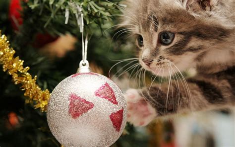 Christmas Kitten Wallpaper (67+ pictures) - WallpaperSet