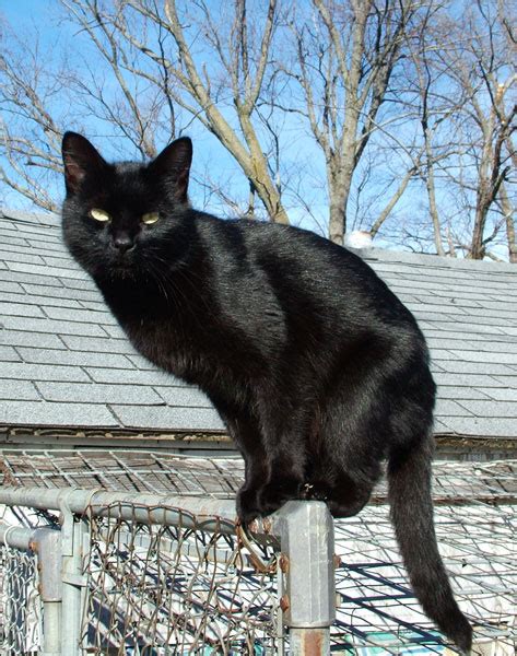 Black cat - Wikipedia, the free encyclopedia