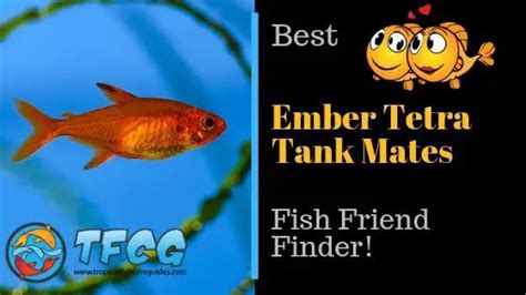 10 Ember Tetra Tank Mates You Need To Know About You Won't Believe #1