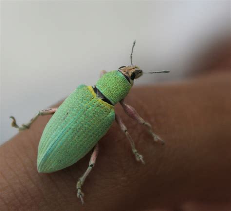 Curculionidae by baishalidhar on 6 May 2016