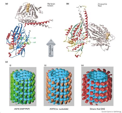 Figure 1 from Structures of kinesin and kinesin-microtubule ...