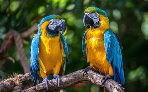 Blue-and-yellow Macaw Full HD Wallpaper and Background Image ...