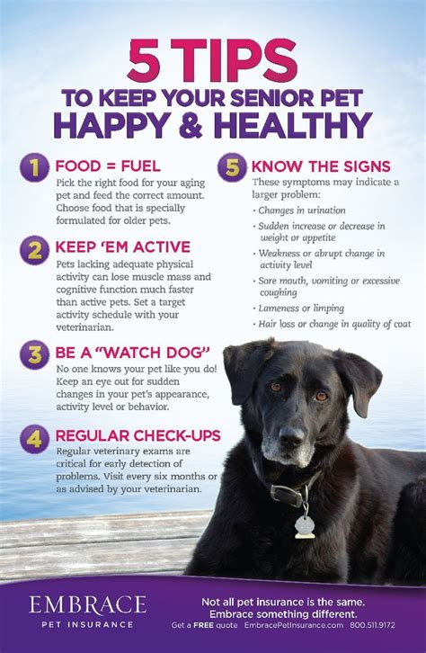 pet health advice | Senior pet care, Pet health, Pet advice